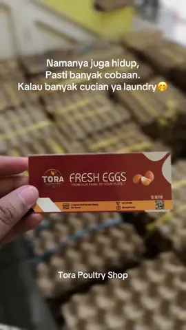 🤭🤭 #fyp #capcut #fypage #pengusaha #peternakan #ayampetelur #telur #pasaman #sumaterabarat #torapoultryshop 
