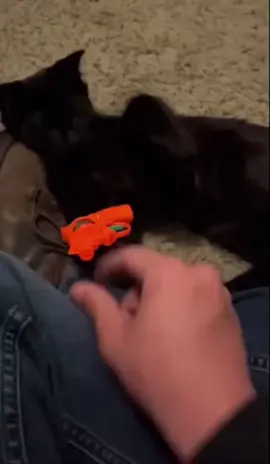 Meme I found day 11 #fyp#fypシ#fypage#cat#kitty#kittycat#nirvana#come#comeasyouare#chilling#gun 