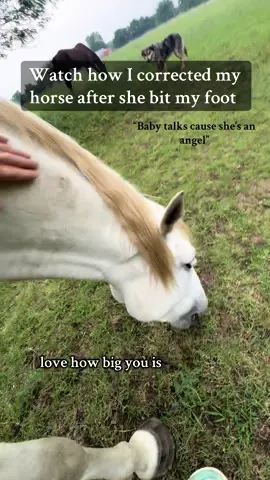 How would you have handled it? (She’s fine guys) #corrections#disapline#horse#greymare#whatwouldyoudo#fyp#attitude#whatsyourstory
