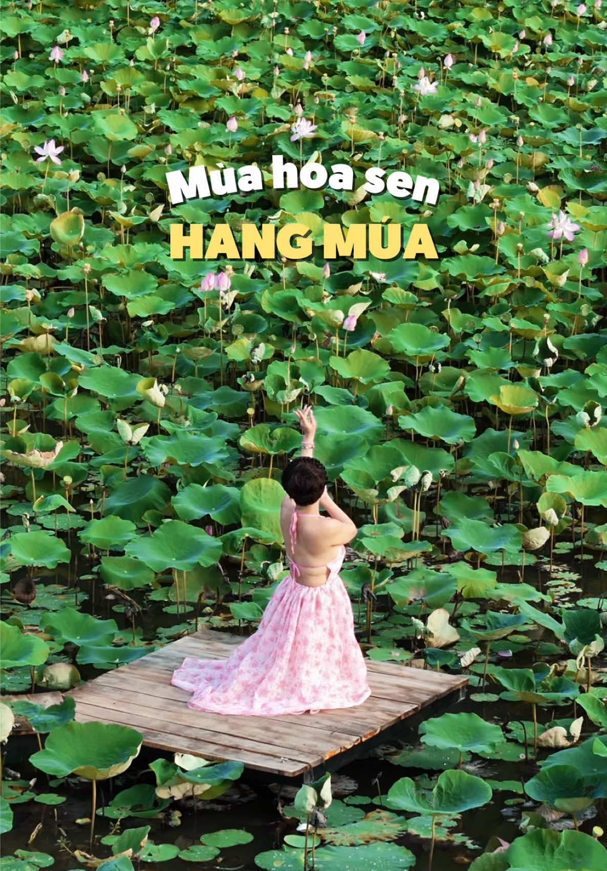 Chuẩn bị bước vào mùa hoa sen nở rộ đẹp nhất Hang Múa, Ninh Bình 🪷🍃 #hangmua #hoasenhangmua #ninhbinh #linhtravelcamping #reviewninhbinh 