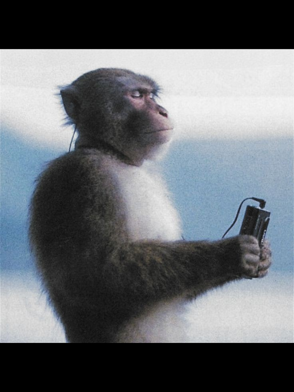monkey #monkey #swag #epic #meow 