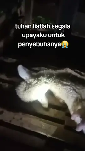 2 hari bertahan dan akhirnya tumbang#dombamarino 