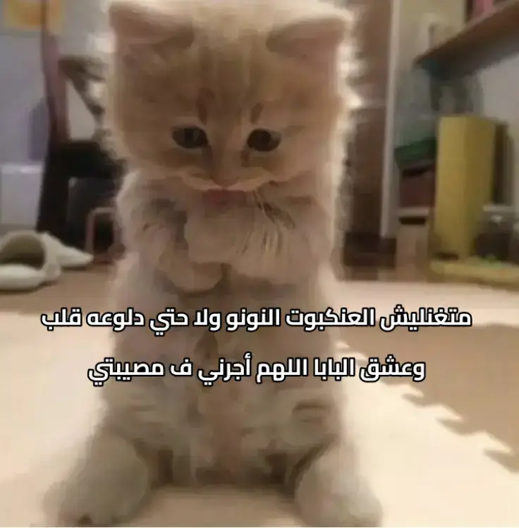 #نا سنجل أصلا 😭😂 🫡💗 #فدوهاتي -ملاهش-علاقه بحياتي 🤨