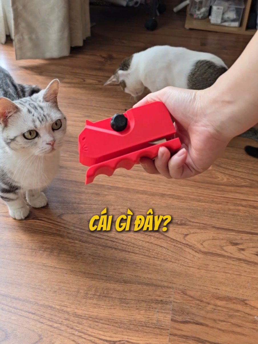 Hì hụi làm cào móng cả buổi lại không cào mà đi uýnh nhau chi zay??? #anhmeotensau #caomongchomeo #dungcucatbiacattong 