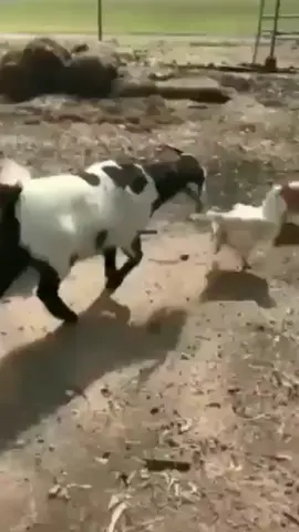 #goat #funny #animal #viral #foryoupage @tiktok creators @USA 