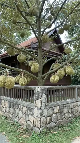 pohon durian ini berbuah sangat lebat dan tak terkira #fyp #trending #viral #reels #shorts #vod #fbpro #facebookpro #pemula #pertanian #agriculture #farming #perkebunan #kebun #gardening #garden #harvesting #berkebun #tips #kreatif #ide #inspirasi #durian #duren 