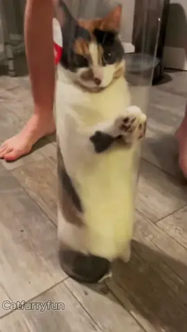#tiktok #funny #shortvideo #pets #foryou #catsoftiktok #cat 