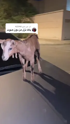 الرد على @AZZAM #وحدين_السلي #الانترا #مالي_خلق_احط_هاشتاقات🧢 #اكسبلور #ترند #كنق_الشمال #المهدي #الانترا_2020 #الشعب_الصيني_ماله_حل😂😂 #تيس 