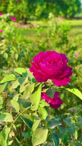 #پنجابی_کلچر🌾🍂 #panjabiculturephotography #panjabiculture #pleaseunfrezzemyaccount #trendingvideo #viralmyvideo #trending #272hr #phool #flowers #gulab 