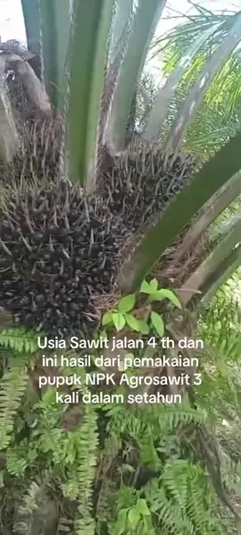 NPK AGROSAWIT 12,6,32 