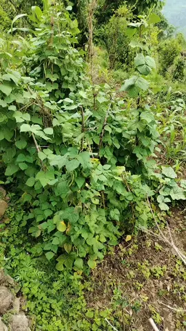 Maya bina ko ghara🤣🤣🤣yaklai vaya pani gayarai vedio banaya💟🎉🎊👏#Hello👏👏👏 #Panini👏🎊🎉 #arghakhanchi_muser 