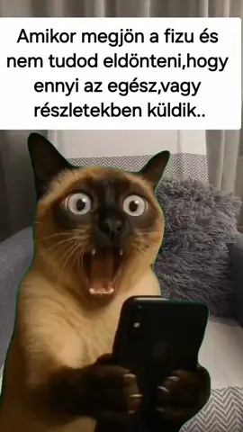 #Meme #MemeCut #CapCut #funnyy #tiktok #funnymemes #nekedbe #magyartiktok #tik #foryoupage❤️❤️ #for #nekedbelegyen #neked #vicces #foryoupage #munka #funnycat 
