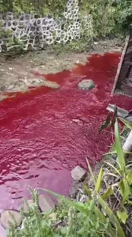 Apa penyebabnya ya? Ko air sungai nya berwarna merah #fypage #semuaorang#cirebonviral#cirebon 