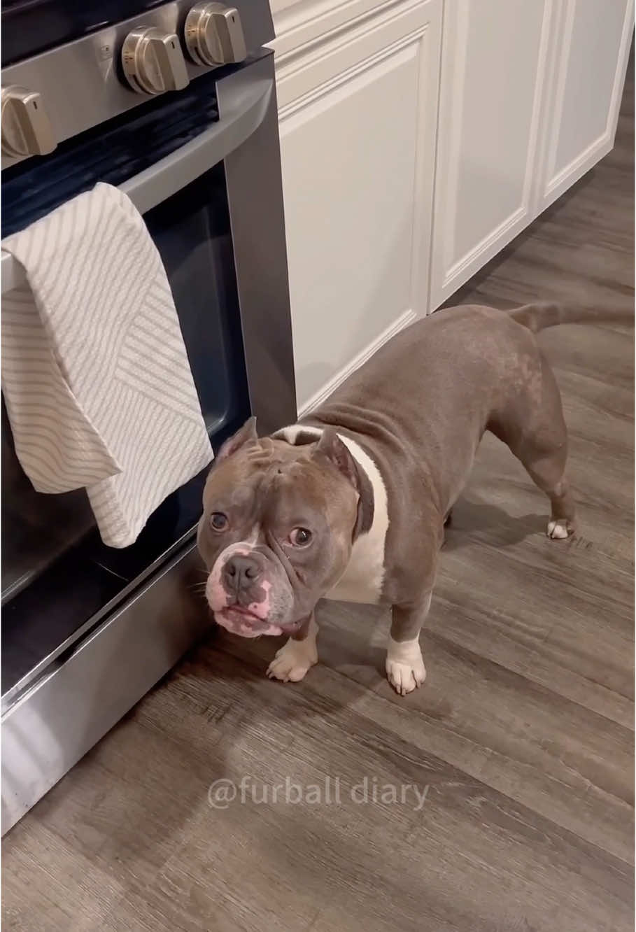 Rebellious dog #dog #funny #dogsoftiktok #doglife #funnyvideo #cutedog #pets #foryou 