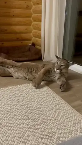 Cougars are kittens #tiktok #foryou #animals #cute 