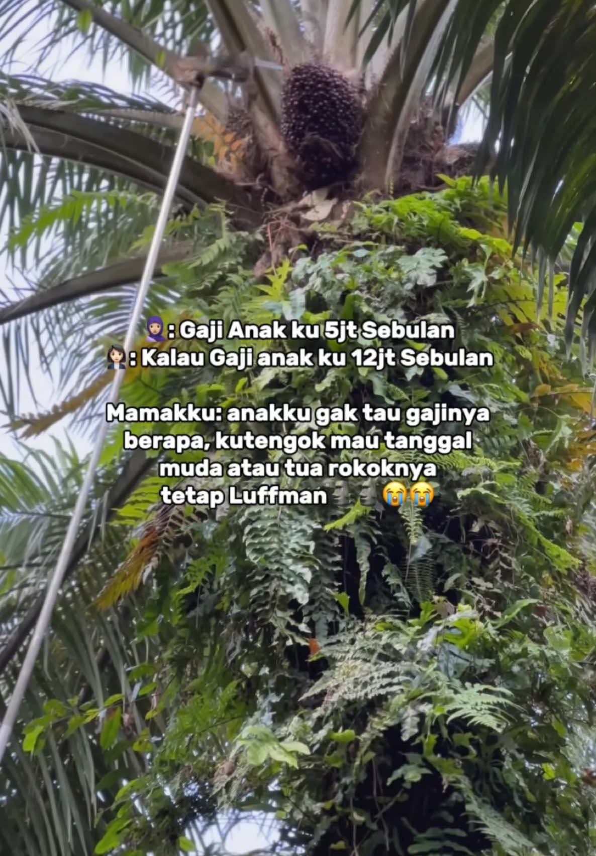 Tetap Luffman di era gempuran esse dobel chage  #storysawit #panensawit #buahsawit #katakatamotivasi 
