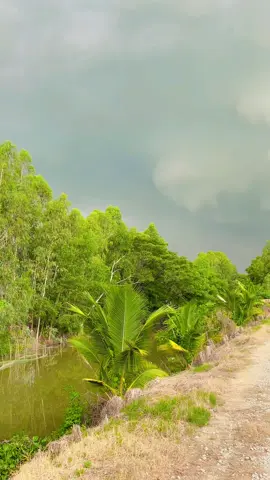Chiều về thật gần buồn ngơ ngác đứng trong theo 🥰🥰 ! Lai 🌧🌧🌧⛈ #nhachaymoingay #nhacnayhay #nhacnaychillphet #canhchill #viralvideo #xuhuong #67angiang 