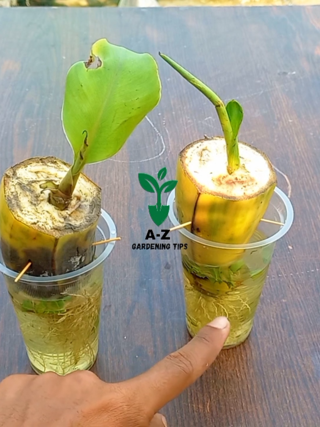 How to grow banana plant at home from fruit #trending #reels #howtogrow #farming  #plant  #banana  #tree  #grow  #plants  #plantsoftiktok  #fruit  #plantcare  #indoorplants  #greenliving #plantlover  #plantaddict  #gardening  #houseplants  #PlantParent #plantcommunity  #UrbanJungle #plantgoals  #gardeninspiration #plantsmakepeoplehappy  #naturelovers  #planttherapy  #greenthumb  #plantcollection  #natureathome  #HomeGarden  #plantstyling  #LeafLover  #plantlife 