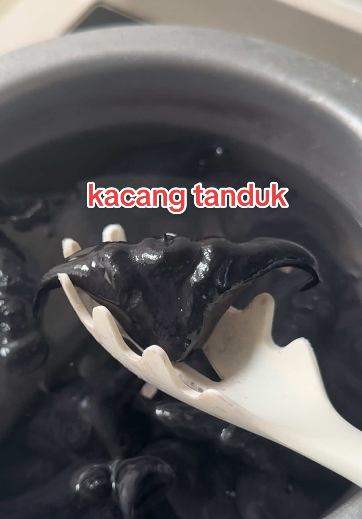 buah unik , kacang tanduk siapa pernah rasa ? #buahunik #kacangtandukkerbau #kacangtanduk #buahberangan