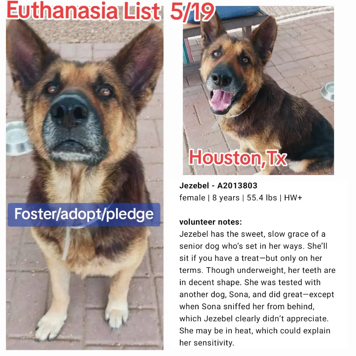 Jezebel is running out of time. This gentle soul has known a tough life, and now she’s on the euthanasia list for Monday, 5/19. She needs a confirmed hold by 1pm or she won’t make it out. We’re urgently seeking pledges to support a rescue and a local foster who can give her a safe place to land. Pledge link: https://forms.gle/ejQefDftgkcxZFmEA (please wait to fulfill pledges until rescue is confirmed and a freedom photo is posted) Key details: ID: A2013803 Breed: German shepherd mix Age: 8 years Gender: Female Weight: 55.4 lbs Medical: Heartworm positive Foster application: https://www.houstontx.gov/barc/foster_a_pet.html Out-of-state adopters, contact a rescue partner: https://www.houstontx.gov/barc/rescue-and-transport.html Volunteer notes: Jezebel has the quiet grace of a senior dog. She’ll sit for treats—on her terms. She’s very underweight but has decent teeth. She was dog-tested with Sona and did well, except when Sona sniffed her from behind—she may be in heat and was uncomfortable. Videos: sit: https://youtube.com/shorts/x0Ii7BZ81fU?si=OowR8lJmrp8rmEWB temp test 1: https://youtu.be/glBQ5Jur1z8?si=GWqFbMVBeojB0b_x temp test 2: https://youtu.be/XZV5PHzHUlg?si=mgex-5aP89xyrici If local and able to help, contact (include her ID: A2013803): barcfoster@houstontx.gov barcadoptions@houstontx.gov BARC.Aid@houstontx.gov BARC Animal Shelter 3200 Carr St, Houston, TX 77026 www.houstontx.gov Please share for Jezebel—her life depends on it. #fyp #dog #houstontx #adoptdontshop #USA #texas #dogs #dogsoftiktok #seniordog 
