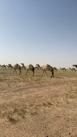#بنات_رمان #اكسبلور 