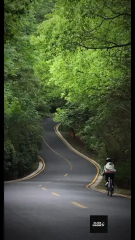 🌲 Pedal Through Nature | 🚴‍♂️ Road to Peace 🎥 Forest Rides & Serene Trails 🌿 Breathe. Ride. Repeat. 👇 Come ride with me. #ForestRide   #CyclingThroughNature   #NatureVibes   #BikeAdventure   #ScenicCycling   #RoadInTheWoods   #EcoRide   #TrailVibes   #RideAndBreathe   #OutdoorEscape   #NatureTok   #FYP  #ForestRide   #BicycleVibes   #NatureJourney   #RideAndReflect   #DownhillWisdom   #ScenicRides   #LifeOnTwoWheels   #PeacefulVibes   #BikeTok   #NatureQuotes   #DeepThoughts   #LetGoAndFlow   #FYP  