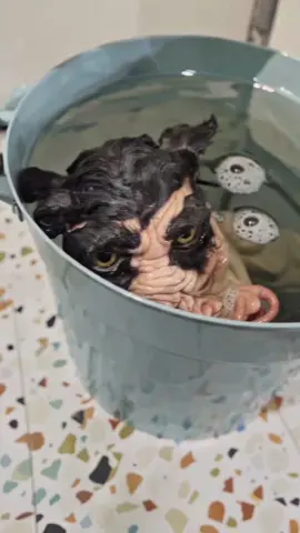 HE HATES BATH TIME #bath #bathtime #cat #mutant #bodyhorror #scary #creature #weird #wierd #ai #aivideo #fyp #goviral 