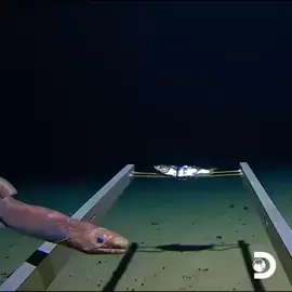 Footage from the Mariana Trench. 10792 meters (36000 feet) below the ocean surface. #interesting