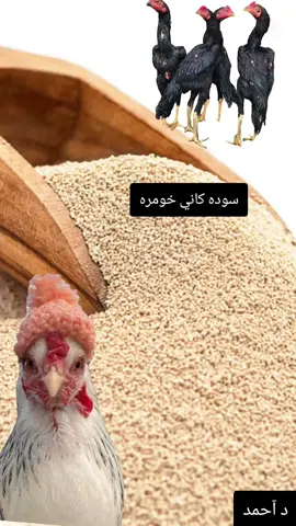 #tiktok #مريشك #CapCut #gpt #دجاج 