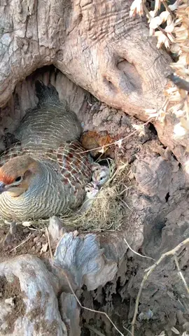 #teetarchicksfeeding #teetarawaz #birdspotting #teetarkebache #animals #teetarbird #birds #wildlifesanctuary 
