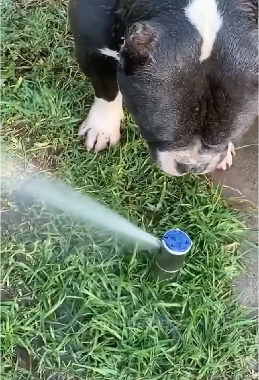 The unique way dogs drink water #dogs #dogsoftiktok #funnyvideos #pets #funny #cutedog #doglover #foryou 