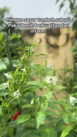 Pedasnya nendang dari benih berkualitas #fyp #cabai #infarm 