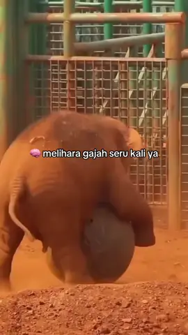 ngebayangin sesama uring-uringan 😂 #gajah #fypシ゚ #gajahcute🐘🐘 
