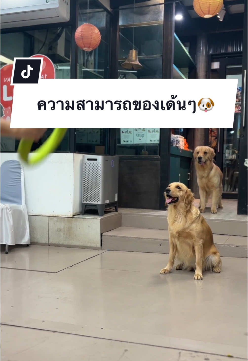 ความสามารถพิเศษของเจลลี่ 🫣🩷🐶 #dogcountrycafe #dogcafe #dog #goldenretriever #คาเฟ่ #คาเฟ่หมา #คาเฟ่ฝั่งธน #พุทธมณฑลสาย2 #โกลเด้นเป็นหมาตลก 