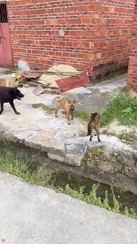 Cat vs Dog #cat #catsoftiktok #catlover #funny #funnyvideos #foryou #fypage #fypツ #funnycat #funnytiktok #cats