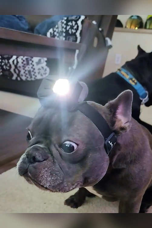 French bulldog moments#funny #funnyvideo #fpy #dog #funnydog #dogsoftiktok 