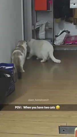 When you have two cats…#Foryou #funny #funnyvideos #funnytiktok #cat #catsoftiktok #funnycat #kittens 