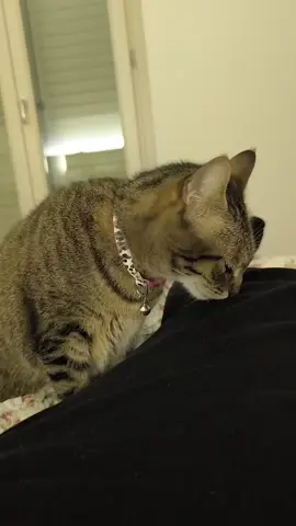 Farting at a cat #cat #catsoftiktok #funnyvideo #fyp #pet 