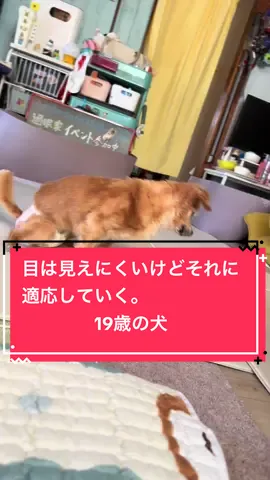 目が見えにくくなり私はとても悲しいし辛かったけど、本人はそれでも対応して行くしかないという感じで淡々と考え、淡々と行動し、工夫しています。尊敬しかない。#犬角膜ジストロフィー#CapCut #犬に教えてもらうこと#強さ#執着しない#美味しいものしか食べない#運動はストレス発散#チワックス #ハイシニア犬#ペスルーム #犬着る温泉 #犬と猫どっちも飼ってると毎日たのしい 