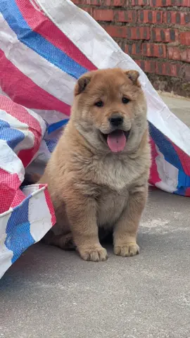Có ai thấy trai đẹp ngồi ở đây không #cutedog #funnydog #nghiencunco 