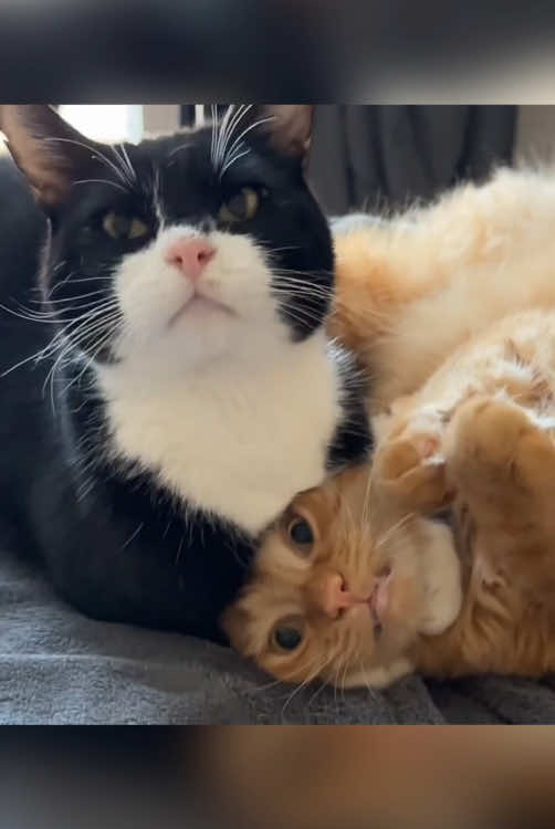 Cats WWE contest🥊 (which cat will be the champion?)#funnycat #pet #fyp #funnyvideos #catsoftiktok #cute #kitten #cat #funny #foyou #PetsOfTikTok #WWE 