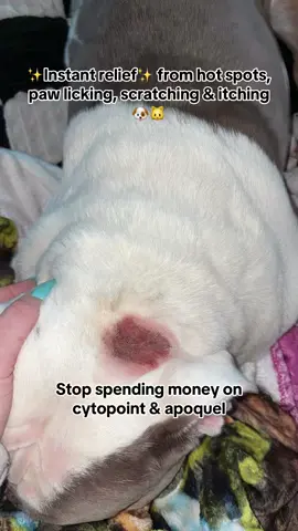 We LOVEEE @Cassiel Pet US #cassielpet #dogallergyrelief #fyp #cassielpetpetskintreatmentspray #dogswithallergies #dogallergies #healthydogs #dogsoftiktok #tiktokshopfinds #spotlightfinds 