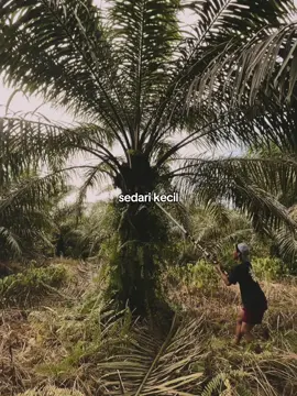 #fypage #anakpetani 