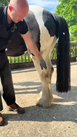 a lot of hoof grown in 6 weeks!! #samdracottfarrier 