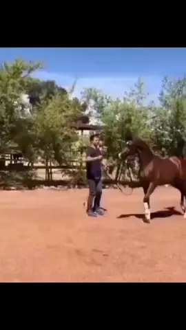 #اكسبلور #مزاحم_الحد #خيل_وخياله🐎 #مربط_ابن_مشرف #خيل #نجران #fypage #foryou #fyp 