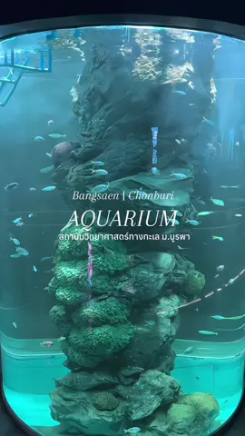 เป็นการเสียเงิน 80 บาทที่คุ้มจริงๆนะ 🩵  📍 สถาบันวิทยาศาสตร์ทางทะเล ม.บูรพา #อควาเรียม #บางแสน #อควาเรียมบางแสน #ชลบุรี #เที่ยวชลบุรี #เที่ยวทะเล #เที่ยวบางแสน ##รีวิวเที่ยว