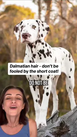 Their hair is spiky! #dalmatian 