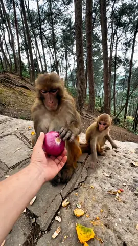 ##tiktok #monkey #foryou 