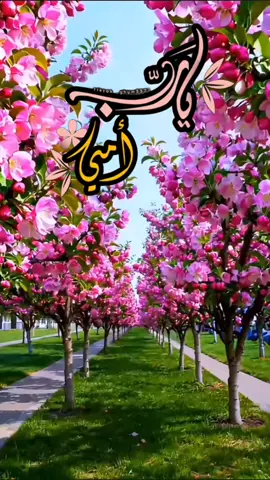 #امي 