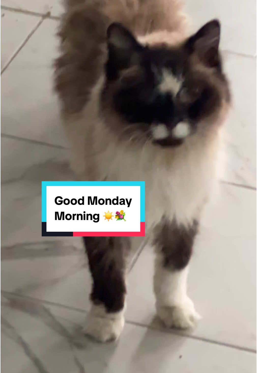 Good morning, I hope you have a wonderful day. #morningroutine  #monday #Vlog #coffee #cat  #hemi #housetour  #flowers #lipglossandcars  